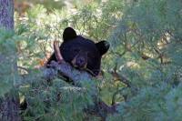 Black bear in Ontario