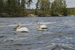 Pelicans on Lake of the Woods 16(13)