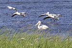 Pelicans near Morson, Ontario 14(13)